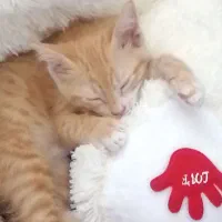 گربه گم شده|گربه|شیراز, شهرک گلستان|دیوار