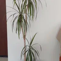 گل وگیاه
