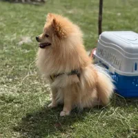 واگذاری سگ قبول