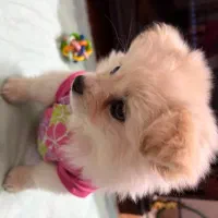 سگ پامر۵ماهه