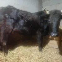 فروش گاو با گوساله نر
