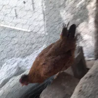 مرغ خروس|حیوانات مزرعه|گله دار, |دیوار