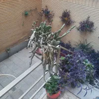 واحد ۶۱متری  شخصی ساز|فروش آپارتمان|ری, منصوریه منگل|دیوار