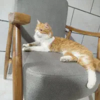 ویلو شناسنامه دار