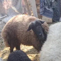 فروشی بره