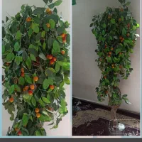 درختچه ۸۵۰ تومن