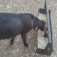 یک بز هلندی آبستن|حیوانات مزرعه|ملکشاهی, |دیوار