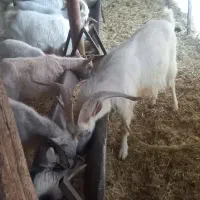 بز نژاد سانن