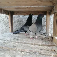 کبوتر دمگیر دوبحر واصفهانی 1/500|پرنده|خمینیشهر, |دیوار