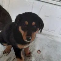 واگذاری دوعدد توله شپر ماده