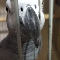 کاسکو
