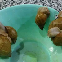 حلزون البینو