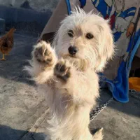 سگ شیتزو|سگ|فرخشهر, |دیوار