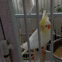 جفت اماده به تخم گذاری