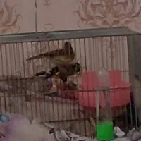 قناری ماده آماده معاوضه با سهره ماده اماده