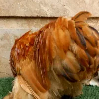 خروس کوچین بوف وارداتی