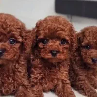 توله سگ پودل توی پودل دارک و رد