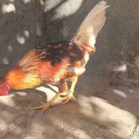 گلین سرخ|پرنده|بیرجند, |دیوار