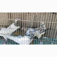 کفتر پرشی درجه یک