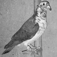 کبوتر پلاکی