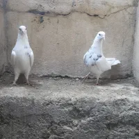 کفتر کبوتر طوقی نهاوند|پرنده|همدان, |دیوار