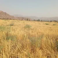 جا گندم آبی برای چرای گوسفند و بز