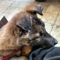 توله مالینویز