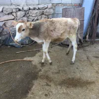 گوساله ماده|حیوانات مزرعه|دره شهر, |دیوار