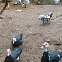 بوقلمون و اردک اسرائیلی و قاز ارگانیک|حیوانات مزرعه|آستانه اشرفیه, |دیوار