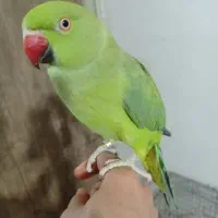 طوطی ملنگو حلقه پا ماده مست مست