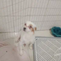 سگ اشپیتز۶ماهه