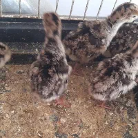 جوجه بقلمون