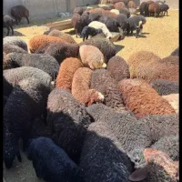 بره بزغاله بز با بزغاله|حیوانات مزرعه|شاهرود, |دیوار