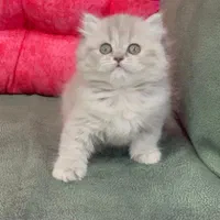 بچه گربه اشرافی|گربه|اهواز, رسالت|دیوار