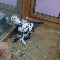 کبوتر|پرنده|تبریز, |دیوار