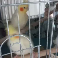 فروش سه عدد عروس هلندی