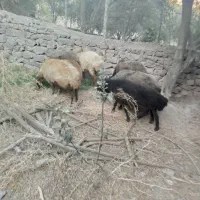 میش آبستن سنگین|حیوانات مزرعه|لوشان, |دیوار