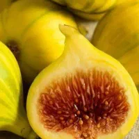 پیشفروش نهال  انجیر عسلی|خدمات باغبانی و درختکاری|ایجرود, |دیوار