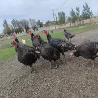 بوقلمون|حیوانات مزرعه|اردبیل, |دیوار
