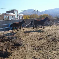 واگذاری اسب|اسب و تجهیزات اسبسواری|مرند, |دیوار