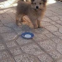 سگ شیتزو پشمالو نر