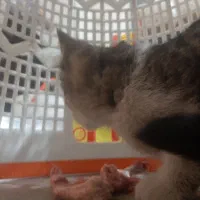 بچه گربه