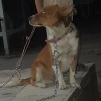 پاکوتاه نر