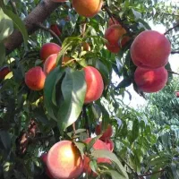 فروش ویژه  نهال با تخفیف عیدانه بادام و زرشک