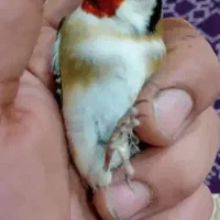 چند عددسهره درجه یک درجه یک|پرنده|همدان, |دیوار