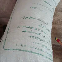 عدس تازه