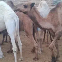 شتر|حیوانات مزرعه|قم, نوقطار|دیوار