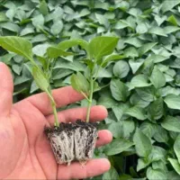 نشا توت فرنگی و کاهو و کلم رسید|خدمات باغبانی و درختکاری|رامشیر, |دیوار