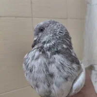 ۶عدد کبوتر زیر قیمت|پرنده|سیرجان, |دیوار