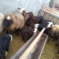 میش بره دار|حیوانات مزرعه|خنداب, |دیوار